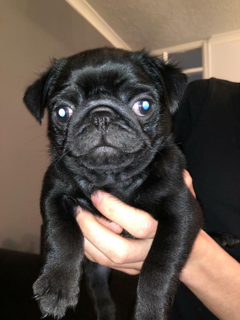 Pedigree Black Pug Pup For Sale Price Reduced in Fareham, Hampshire