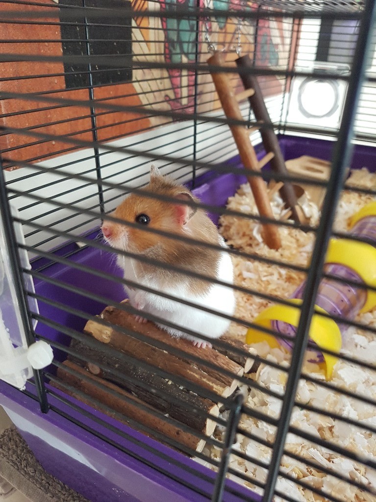Siberian Hamster with cage and all accessories in Esher, Surrey Gumtree