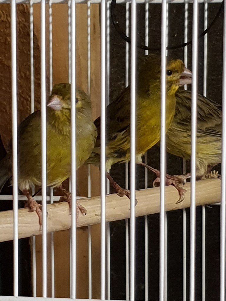 young fife canaries for sale in Taverham, Norfolk Gumtree