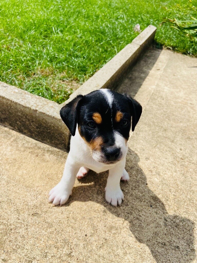 🐶Beautiful Jack Russell puppies🐶 8wks old.. ready to leave 🐶 in Leicester, Leicestershire