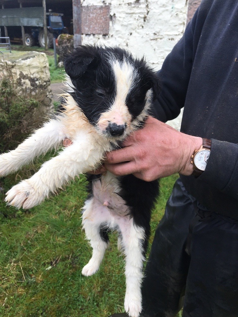 Bearded collie kelpie cross puppies for sale in Dumfries, Dumfries