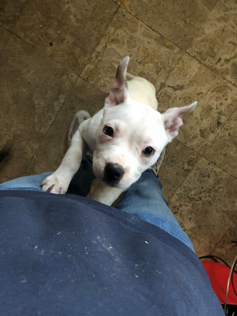 American bulldog cross staff puppies in Grangetown, Cardiff Gumtree