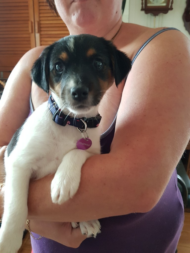 Black jack russell puppies for sale cornwall ontario