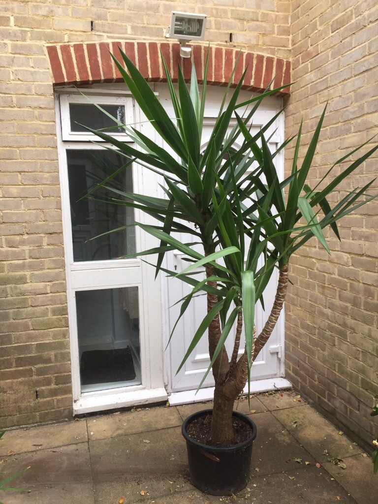 Beautifull palm tree in pot for sale in Clapham, London Gumtree