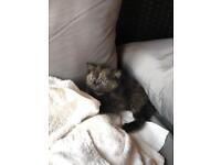 Female kitten for sale - £120. Ready for her forever home now