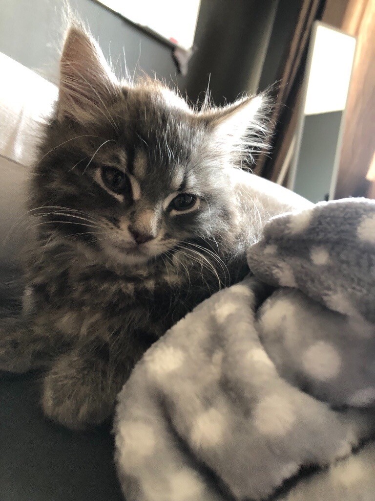 Russian Blue mixed Kitten in West End, Glasgow Gumtree