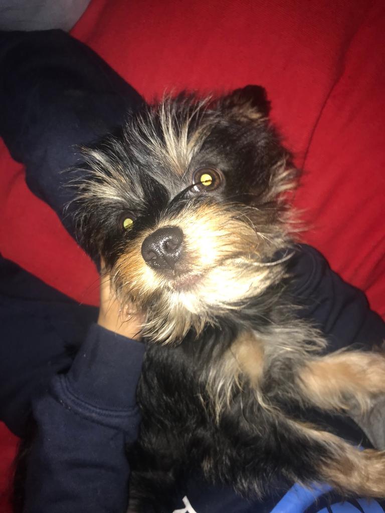 Dog for sale in Rochdale, Manchester Gumtree