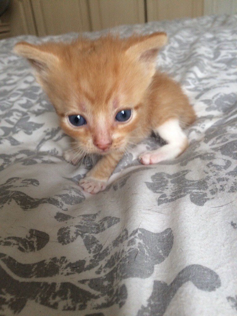 kittens ginger in Waltham Abbey, Essex Gumtree