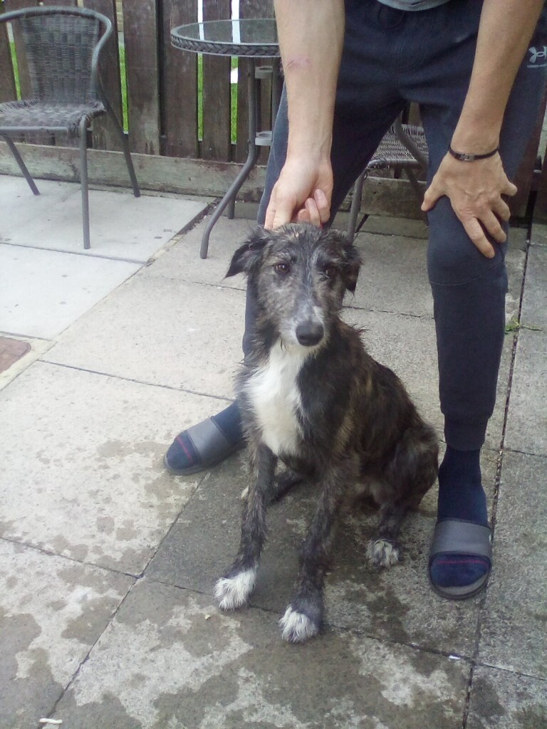Deerhound x greyhound in Spennymoor, County Durham Gumtree