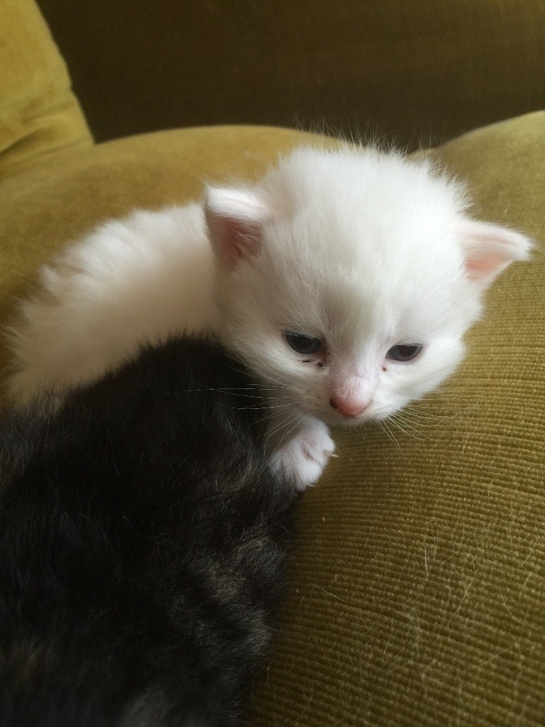 PURE FLUFFY WHITE KITTEN in Bournemouth, Dorset Gumtree