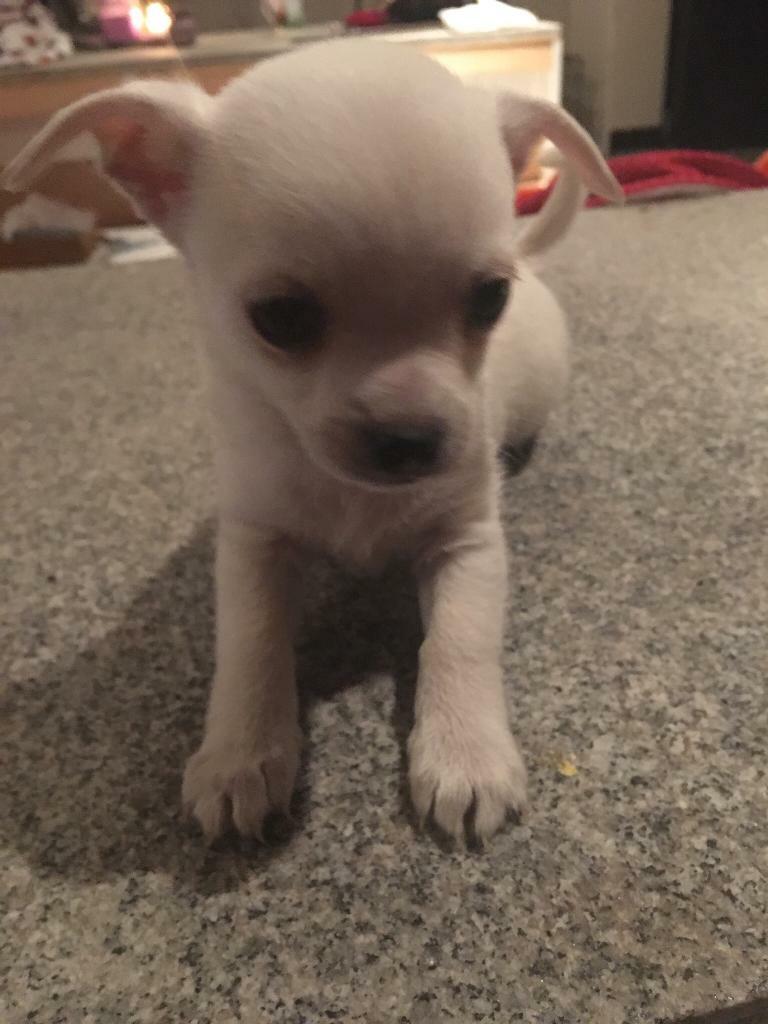 Chihuahua Puppies Ready To Leave In Fochabers Moray Gumtree