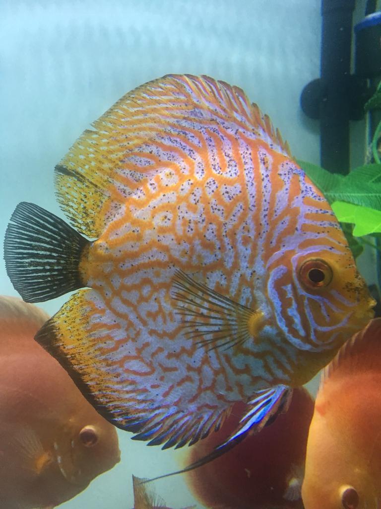 Discus fish for sale in Wavertree, Merseyside Gumtree