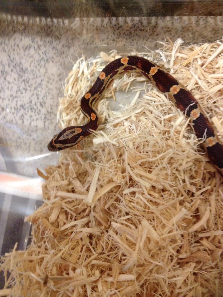 Corn snake and starter kit for sale in Eltham, London Gumtree