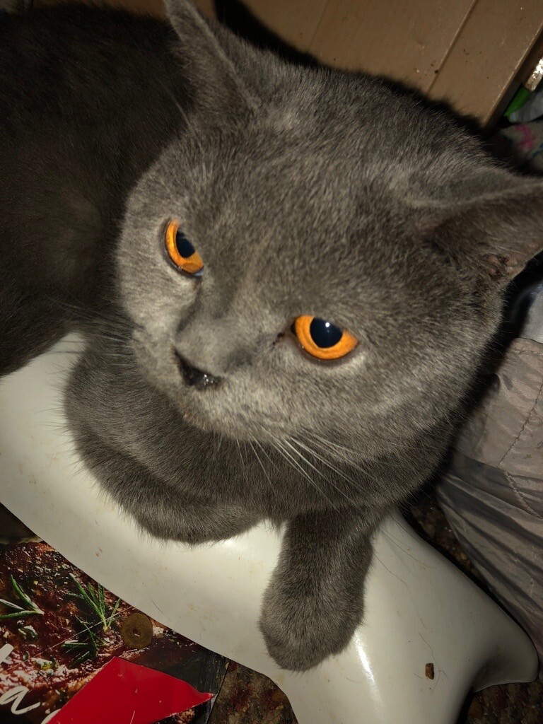 Blue British Shorthair X Kittens For Sale In Frome Somerset Gumtree