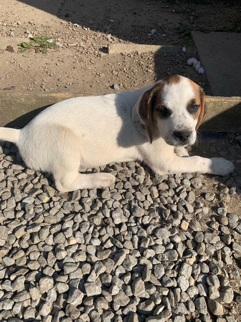 Beagle Puppy in Aberdeen Gumtree