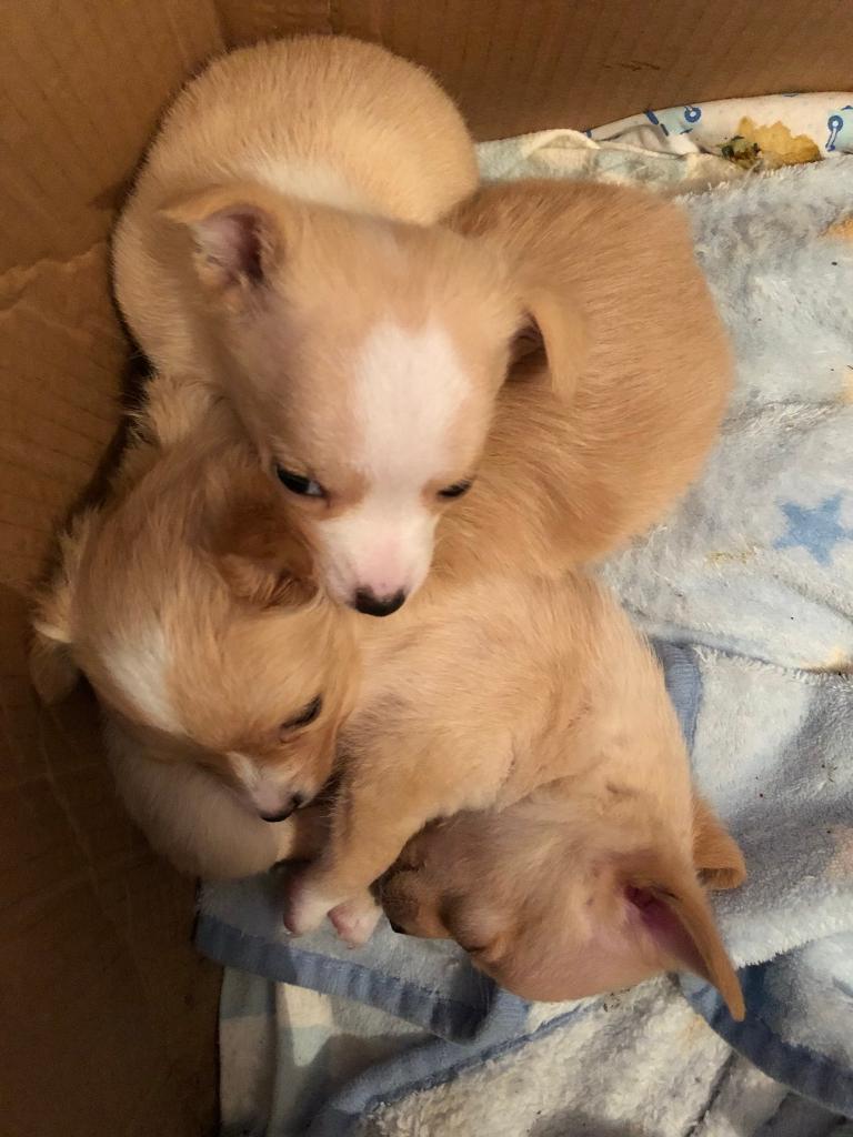 Jack Russel cross Pomeranian puppies in Eccles, Manchester Gumtree