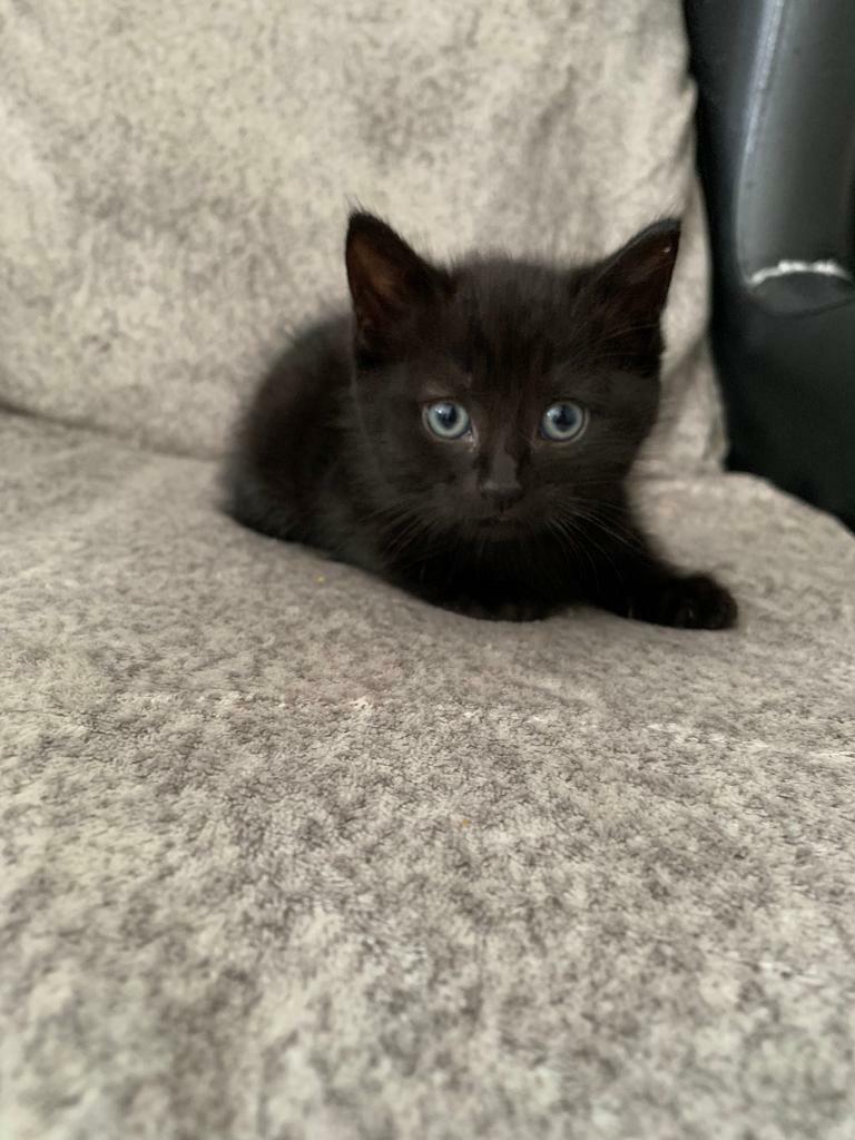 Lovely black kitten for sale in Woolwich, London Gumtree