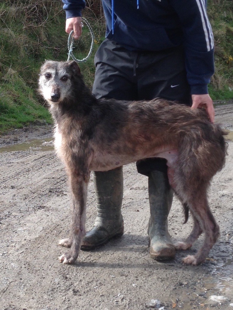 Lurcher dog in Crossgar, County Down Gumtree