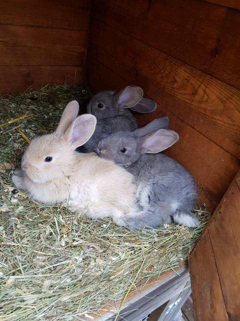 Baby giant continental rabbits in Aylesbury, Buckinghamshire Gumtree