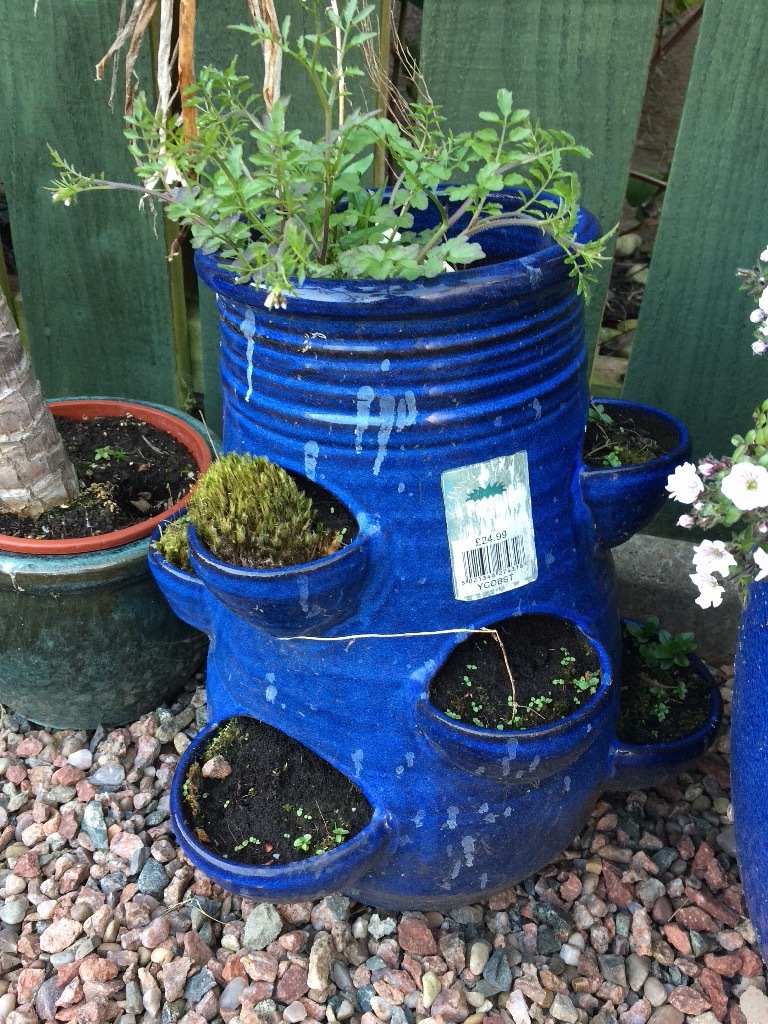 Collection of 9 garden pots inc glazed ceramics & small tree / plants in Newtownabbey, County