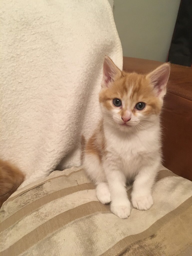 3 lovely kittens for sale. in Bromley, London Gumtree