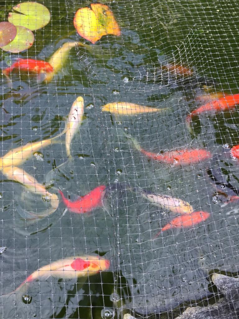 Garden pond Fish in Crawley, West Sussex Gumtree