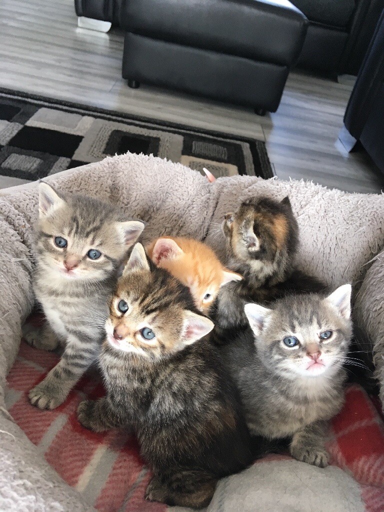 Stunning , playful kittens in Peterhead, Aberdeenshire Gumtree