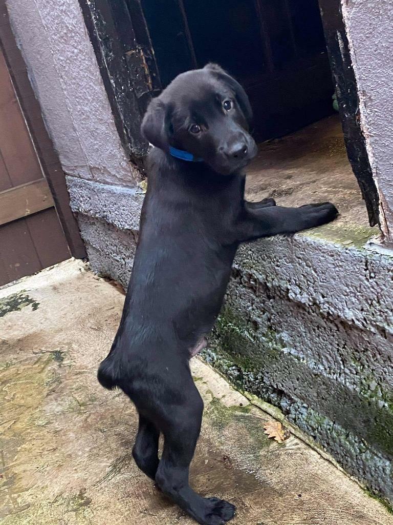 Black labrador puppies in Sharston, Manchester Gumtree
