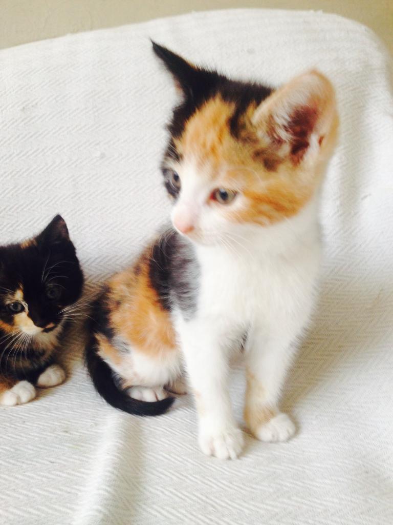 Pictures Of Calico Kittens - Vietnam Xxx Photo