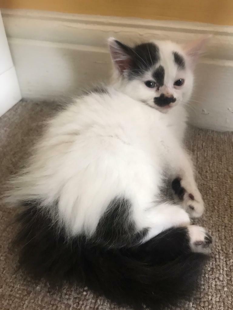 10 week old kittens in Horfield, Bristol Gumtree