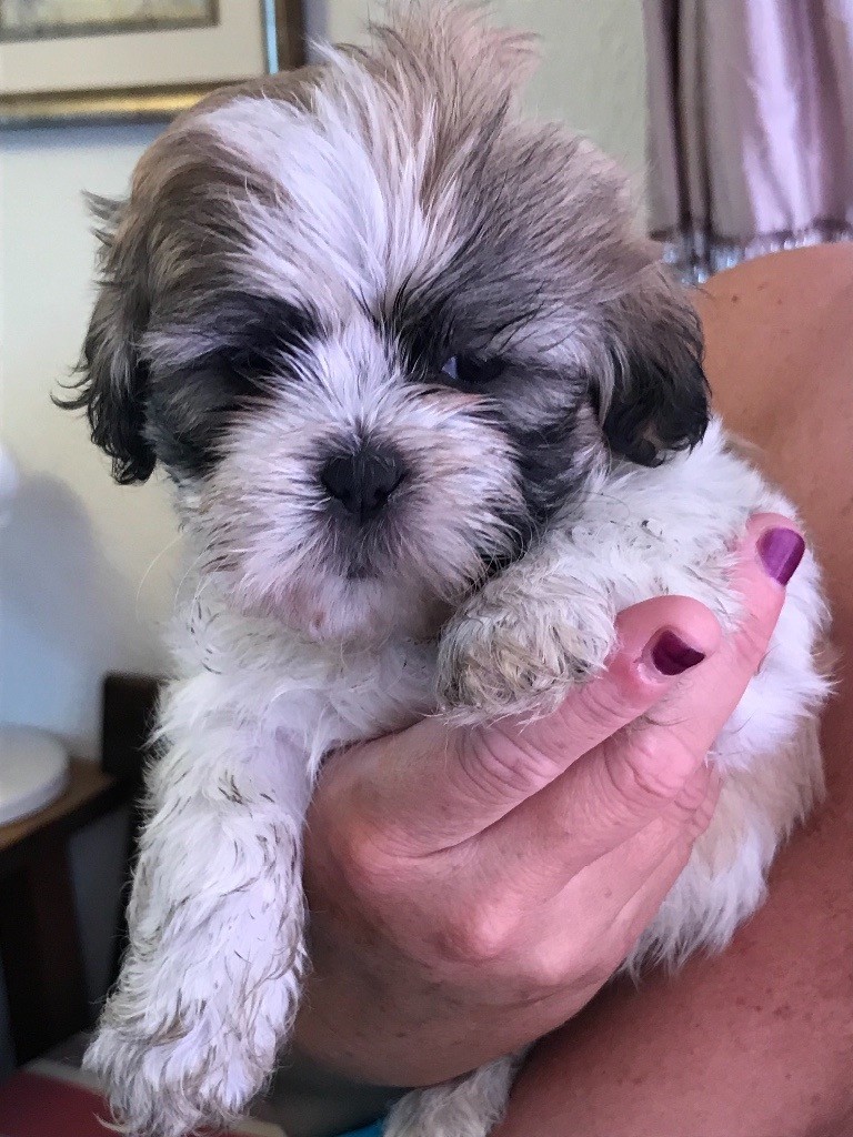 Zuchon Puppy ChewBacca ready Now in Lytham St Annes, Lancashire Gumtree