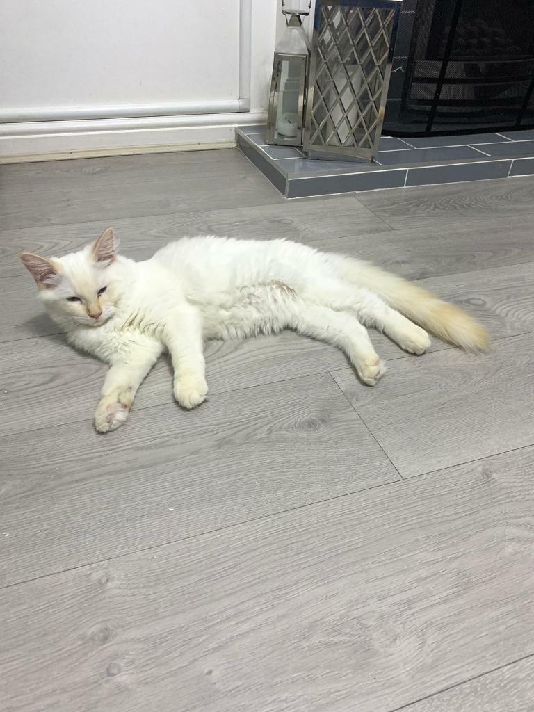 Full pedigree cream flame point ragdoll kitten for sale in Leicester