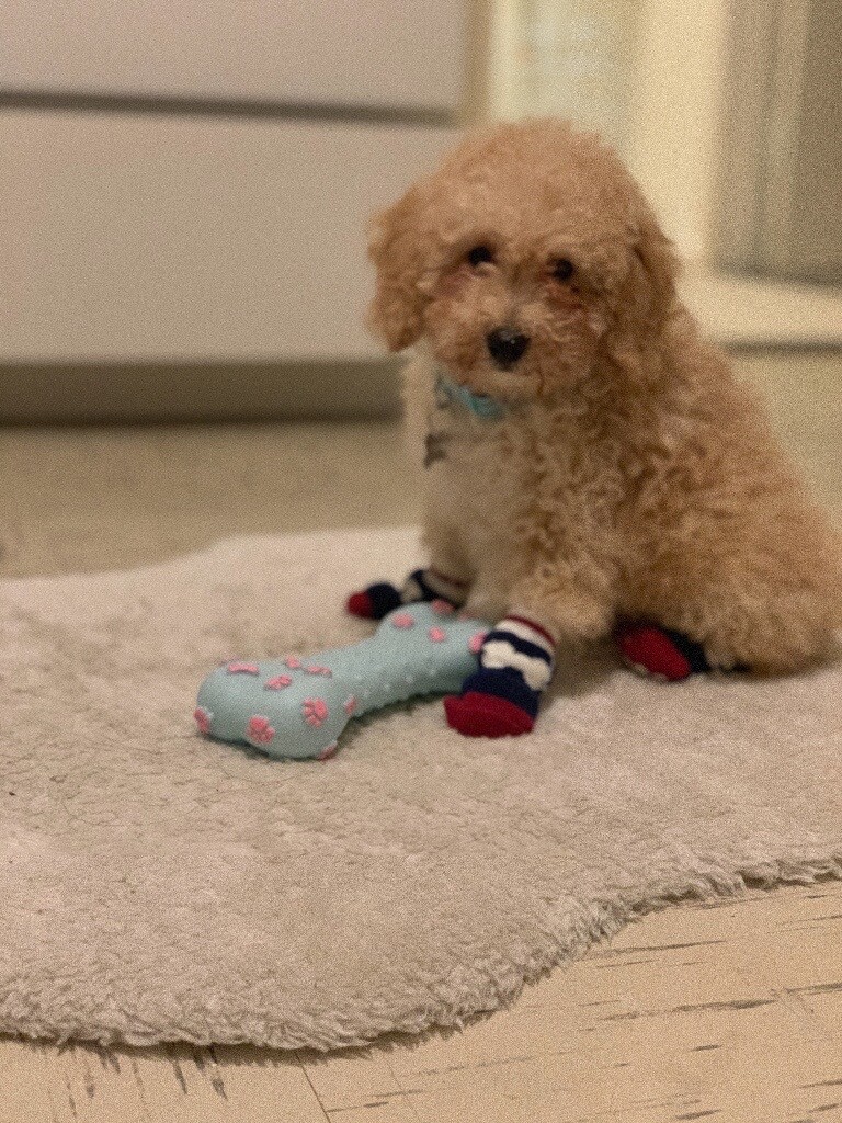 English Springer Spaniel Puppies For Sale In South East London