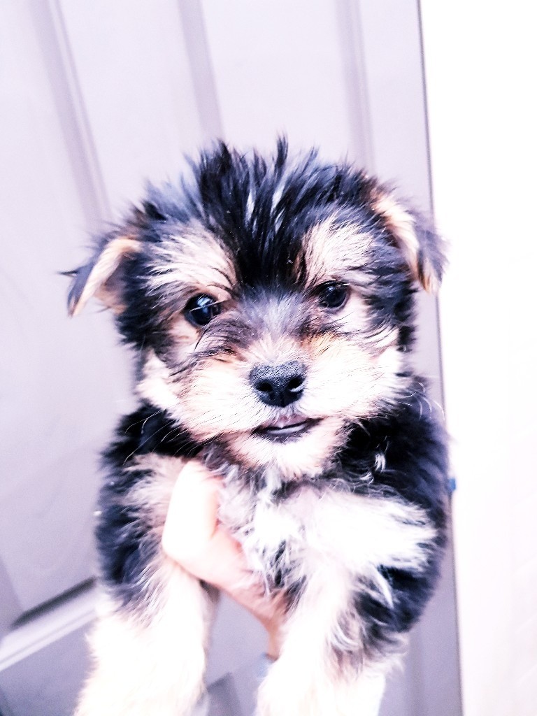 Beautiful Bichon X Yorkshire Terrier puppies in Trafford, Manchester Gumtree