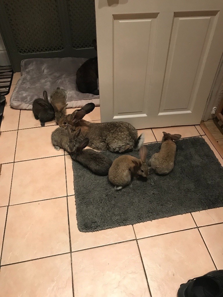 Continental giant rabbits in Sandwell, West Midlands Gumtree