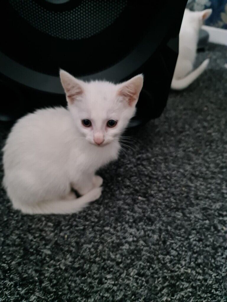 Turkish Angora white and black | in Walsall, West Midlands ...
