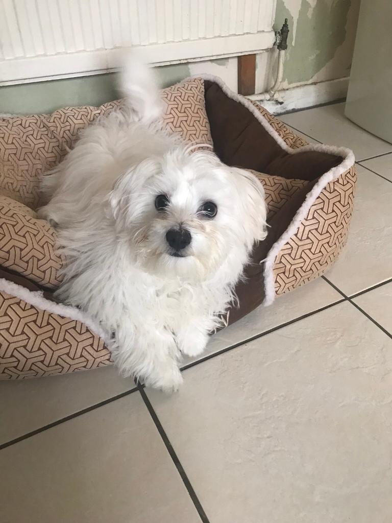 Maltese For sale in Oadby, Leicestershire Gumtree