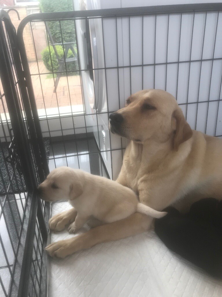 Labrador puppies for sale in Peterborough, Cambridgeshire Gumtree
