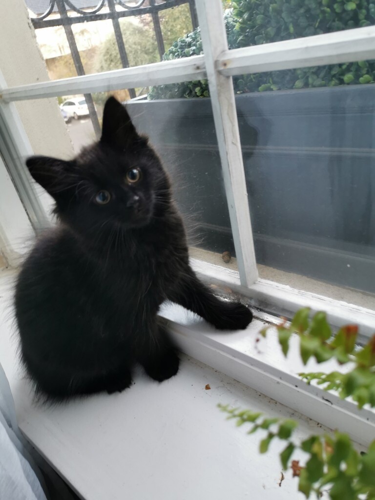 Black female kitten for sale in Haymarket, Edinburgh Gumtree