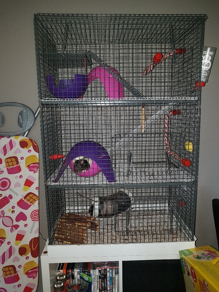 Rats & cage in Poole, Dorset Gumtree