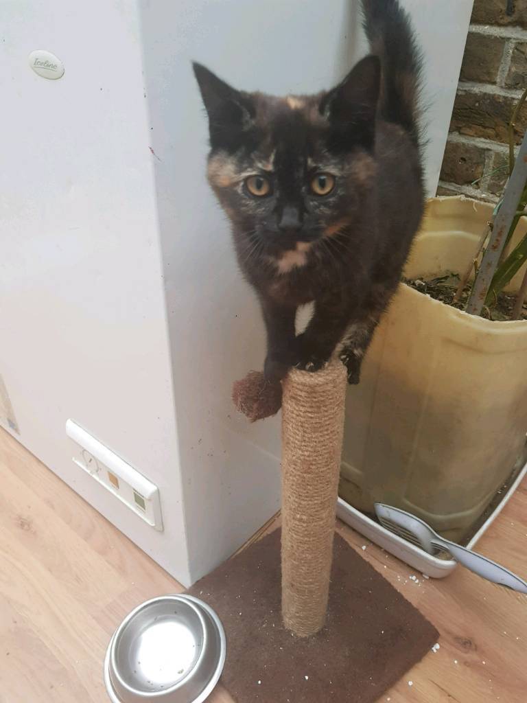 Cat for Sale in West Drayton, London Gumtree
