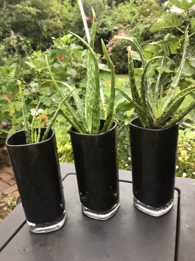 Aloe Vera plants in vases healthy skin care in Harrow, London Gumtree
