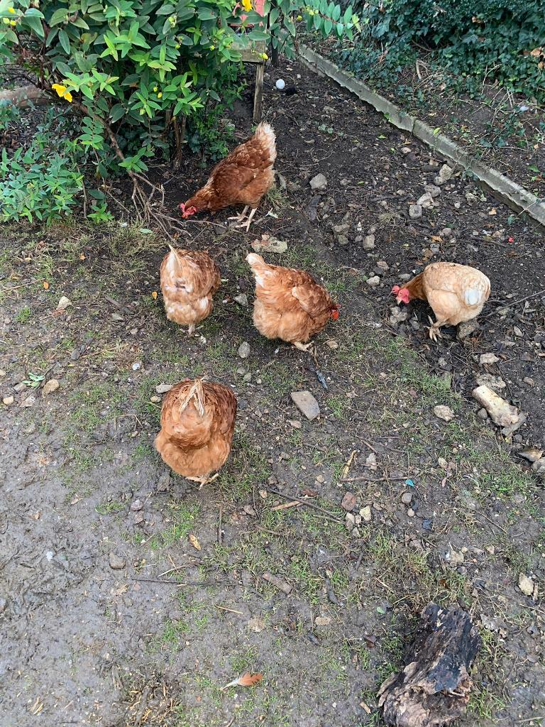 Free Range Hens in Stroud, Gloucestershire Gumtree
