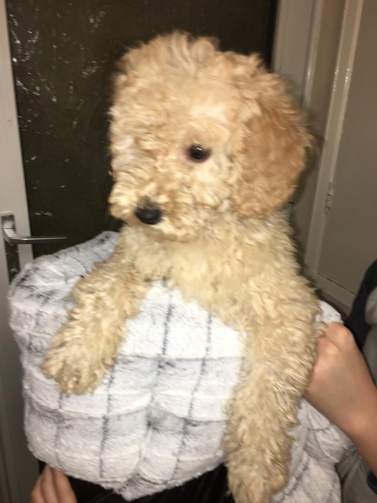 Toy teddy bear poodle in Welwyn, Hertfordshire Gumtree