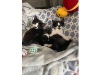 4 beautiful kittens 