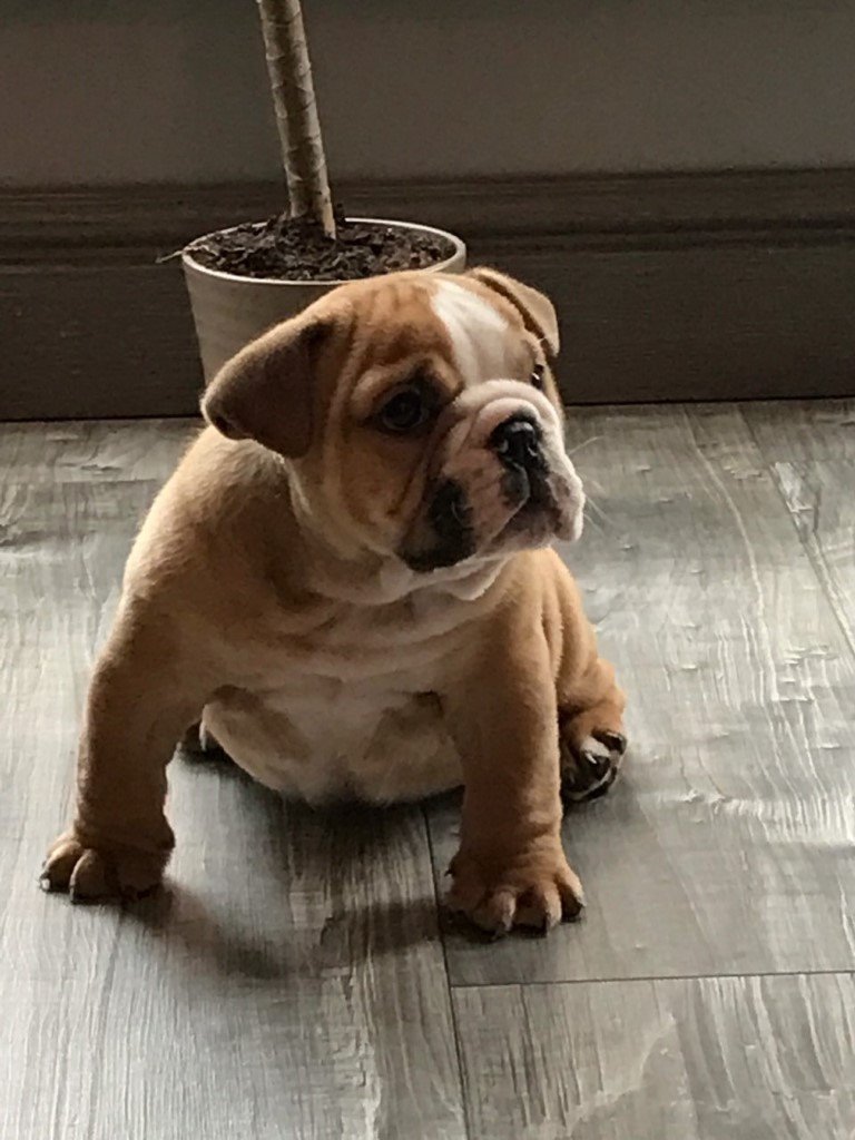 English Bulldog Puppy For Sale in Cardiff Gumtree