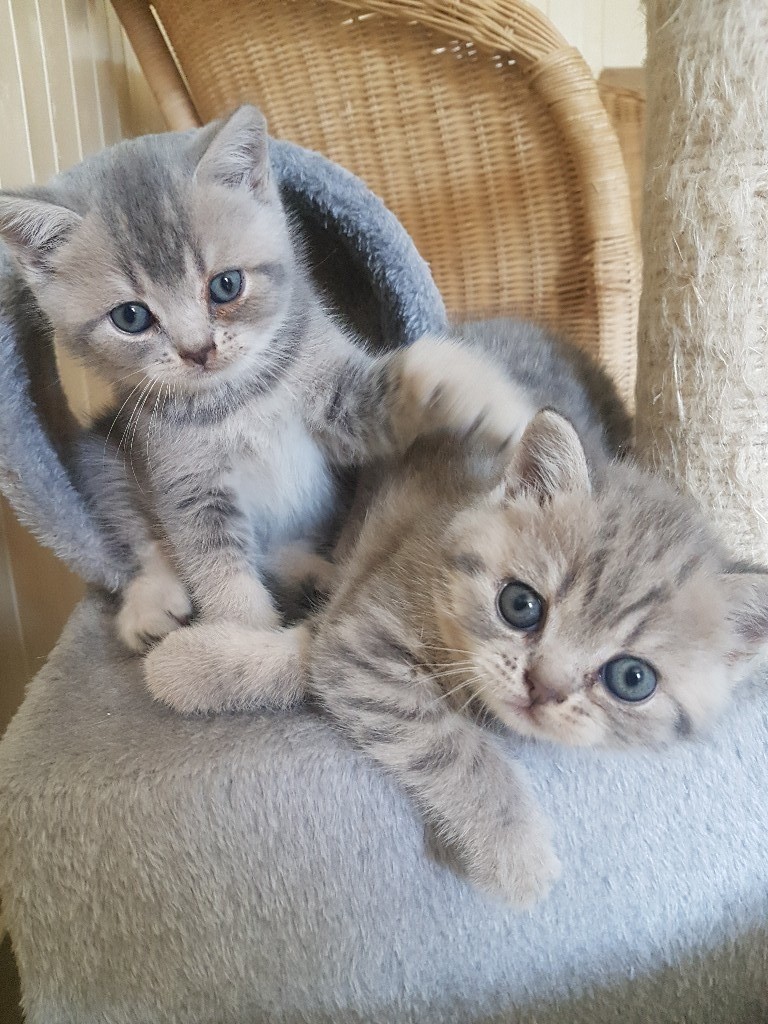 British Shorthair Kittens in Newcastleton, Scottish Borders Gumtree