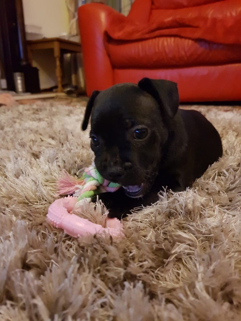 Staffy X French Bulldog in Retford, Nottinghamshire Gumtree