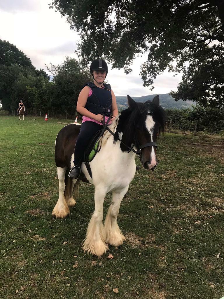 13.3 beautiful gypsy cob for sale in Pontypool, Torfaen Gumtree