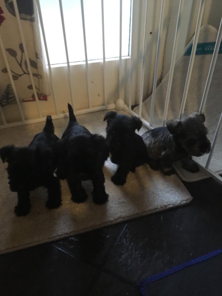 miniature schnauzers kc reg in ballynahinch, county down
